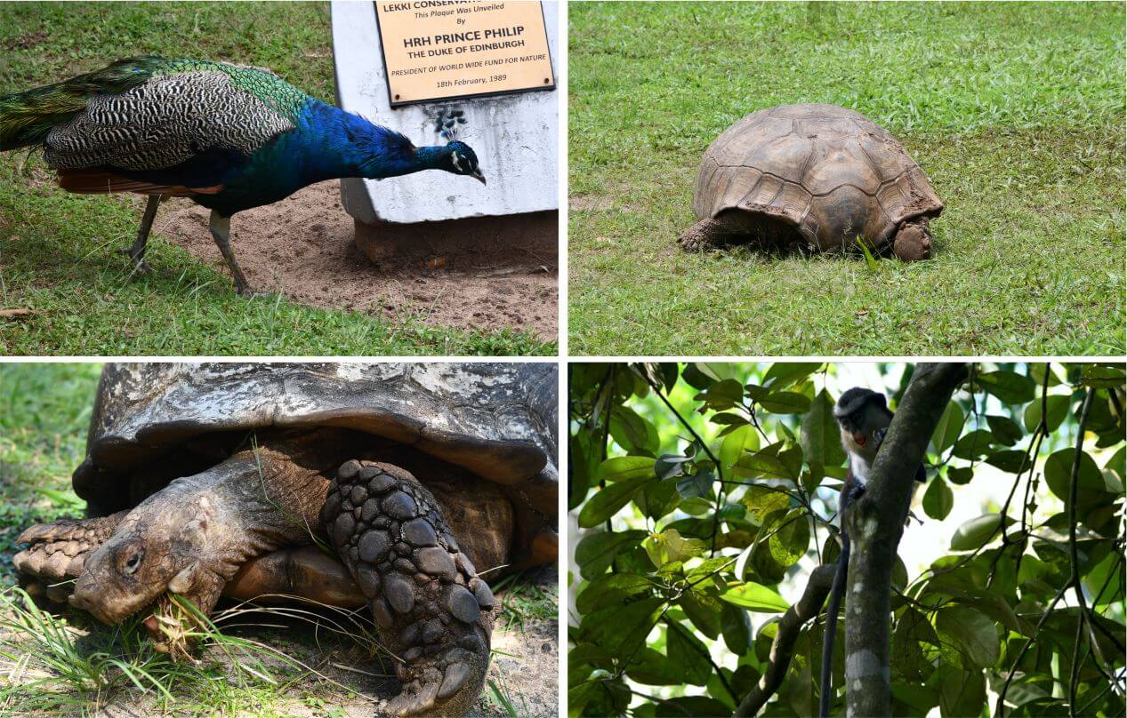 Lekki Conservation Center – The Scary Canopy Walkway